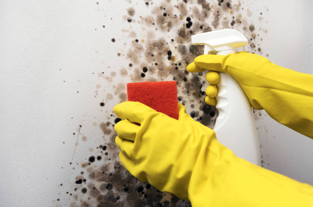 Home Mold Removal in Whittingham, NJ