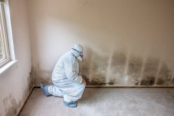Best Residential Mold Removal  in Whittingham, NJ