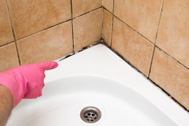 Best Same-Day Mold Removal  in Whittingham, NJ